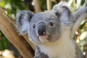 Raamstickers Phascolarctos cinereus / Grijze Koala / Koala © PIXATERRA
