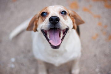 Beagle 