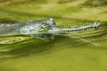 Gavialis Gangeticus / Gavial du Gange / Gharial