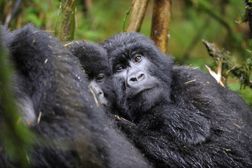 Gorilla gorilla beringei : Gorille de montagne