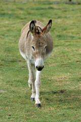 Ane / Race : Ane de Provence