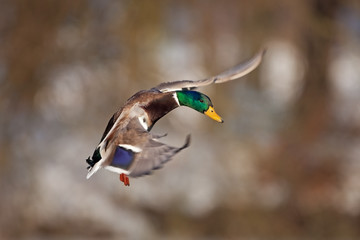 Obraz premium mallard, wild duck, anas platyrhynchos, Czech republic