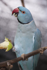 Psittacula krameri manillensis / Perruche à collier indienne