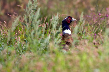 Phasianus colchicus / Faisan de Colchide