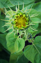 One young bud of a sunflower among many green leaves and several pink flowers. The core of the flower has vibrant yellow seeds