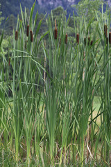 Typha latifolia / Massette à larges feuilles