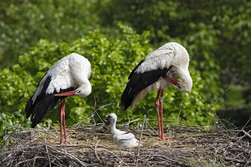 Ciconia ciconia / Cigogne blanche