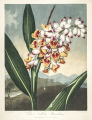 Illustration botanique / Alpinia zerumbet