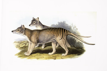 Illustration zoologique / Thylacine / Thylacinus cynocephalus