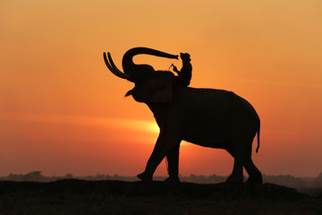 Fototapeta na wymiar Thailand Silhouette elephant and mahout