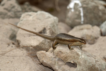 Mabuya wrightii / Lézard mabuya
