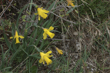 Narcissus pseudonarcissus / Narcisse jaune / Narcisse trompette