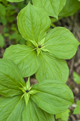 Paris quadrifolia / Parisette à quatre feuilles