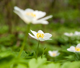 Spring flowers in forest