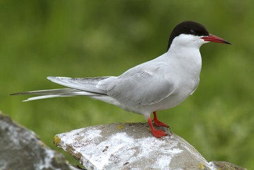 Sterna hirundo / Sterne pierregarin / Hirondelle de mer
