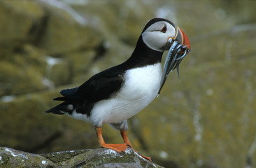 Fratercula arctica / Macareux moine / Puffin