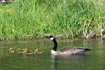 Branta canadensis / Bernache du Canada