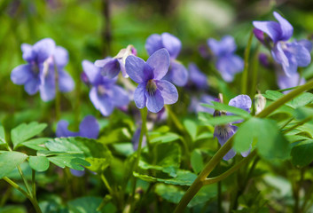 Fototapeta premium Purple wild violet flowers blooming in green grass, spring floral nature background