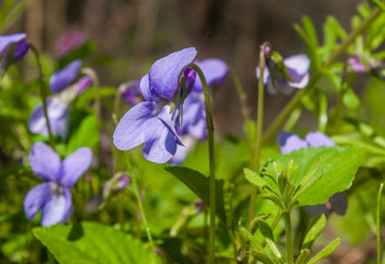 Spring flowers in forest