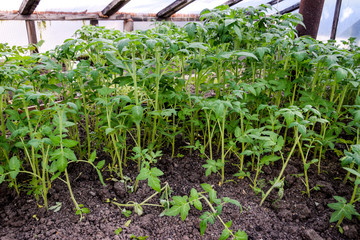 Seedlings of tomato. Growing tomatoes in the greenhouse. Seedlin