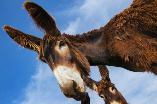 Burros zamoranos mostrando atenci&oacute;n