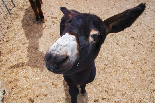 Burro zamorano