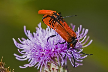 Dictyoptera aurora