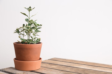 Plant on a shelf.