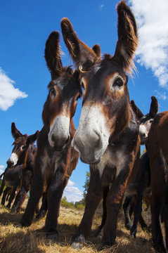 Burros zamoranos en contrapicado