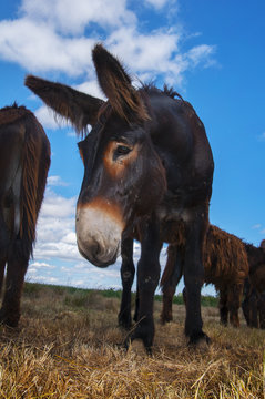 Burros zamoranos