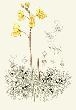 Illustration botanique / Utricularia vulgaris / Utriculaire commune