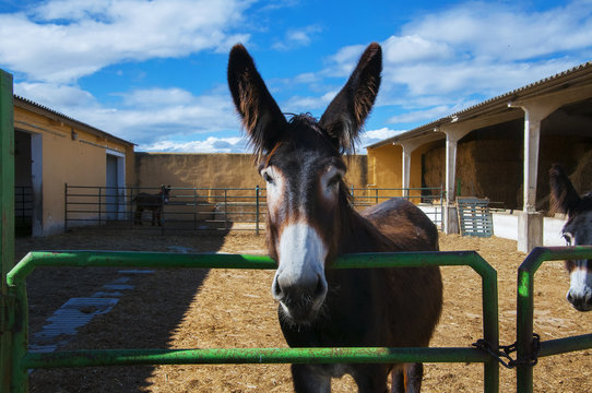 Burro zamorano en granja asnal