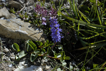 Veronica allionii / Véronique Allioni