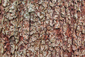 Wood background
