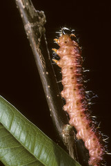 Cossus cossus / Cossus gâte-bois