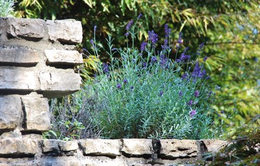 Lavender bush in an italian house