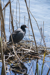 Blesshuhn auf dem Nest.