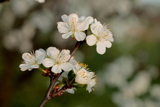 Spring blossom on plum tree in the garden