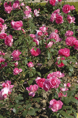 Rose 'Sylvie Vartan'