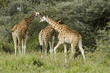 Naklejka na ściany i meble Giraffa camelopardalis rothschildi / Girafle de l'Ouganda