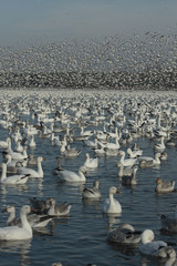 Naklejka premium Anser caerulescens / Oie des neiges