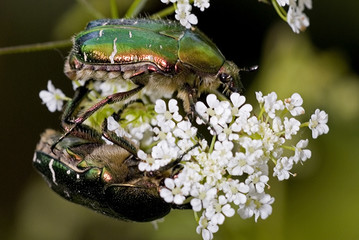 Cetonia aurata / Cétoine dorée
