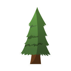 pine tree icon over white background. colorful design. vector illustration