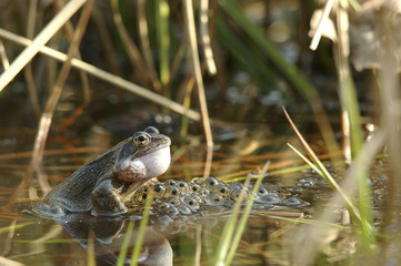 Rana temporaria / Grenouille rousse