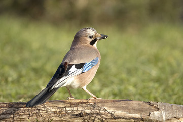 Garrulus glandarius / Geai des chênes