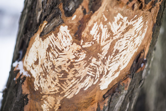 claw marks on the trunk of the tree