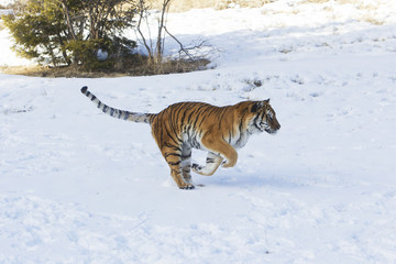 Fototapeta na wymiar Panthera tgris altaica / Tigre de Sibérie