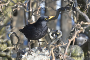 Amsel im Strauch