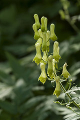 Aconitum lycoctonum / Aconit tue-loup
