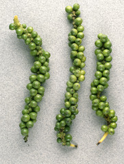 Piper nigrum / Poivre vert